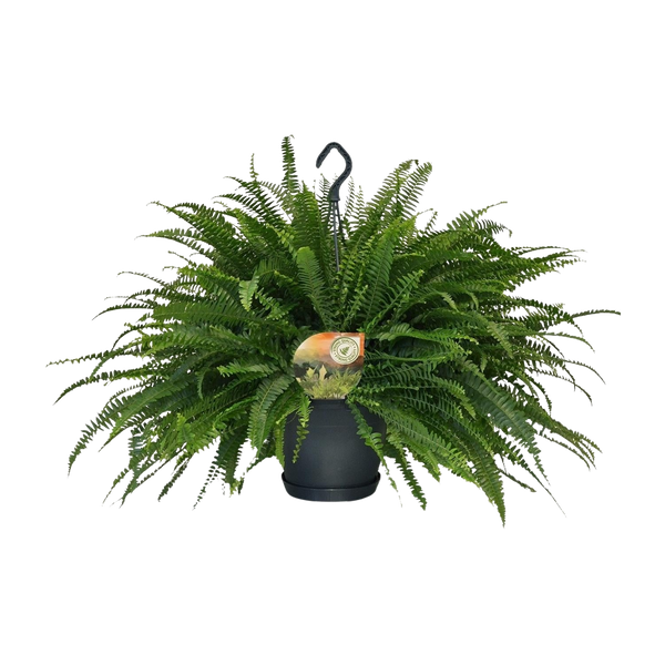 De Groene Dame