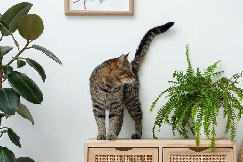 7 katvriendelijke kamerplanten