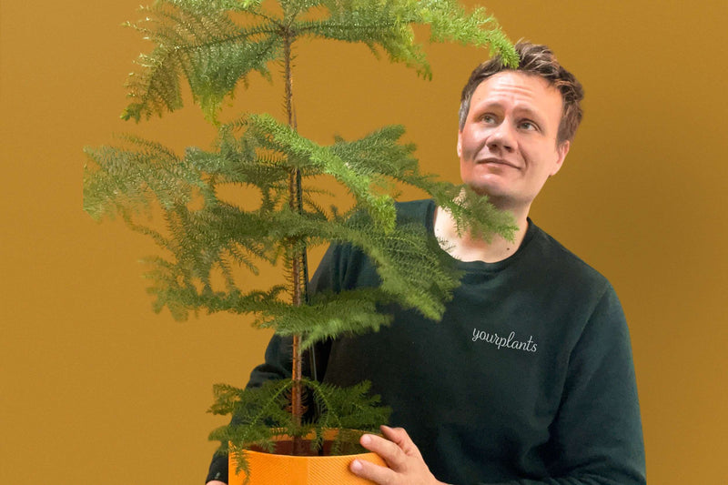 De Kamerden is de ultieme kerstboom