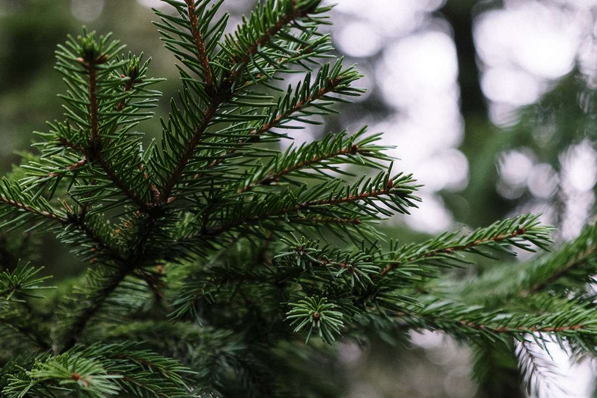Kerstboom verpotten in 4 stappen