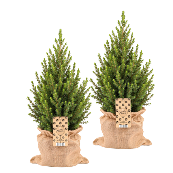 Wintermaatjes in Jute