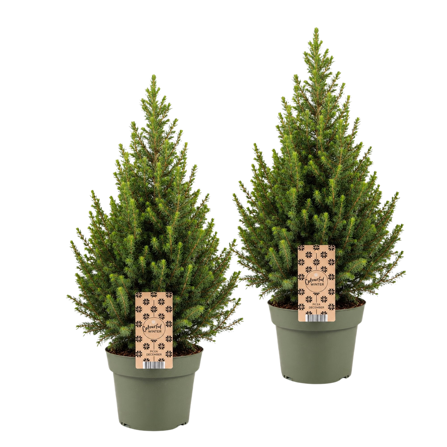 Wintermaatjes Duo