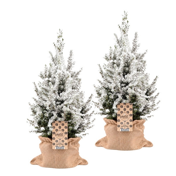 Sneeuwmaatjes in Jute