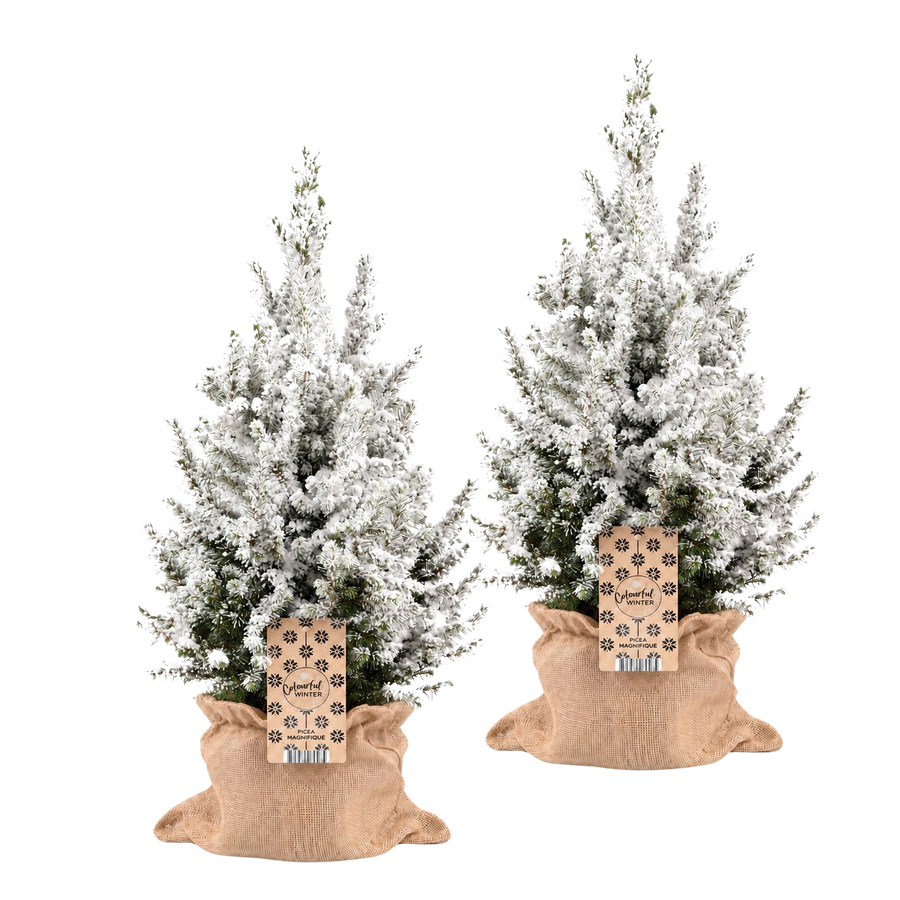 Sneeuwmaatjes in Jute