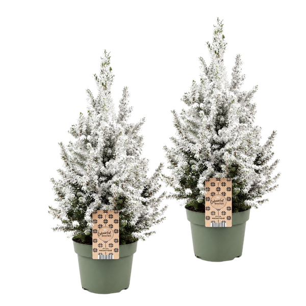 Sneeuwmaatjes Duo