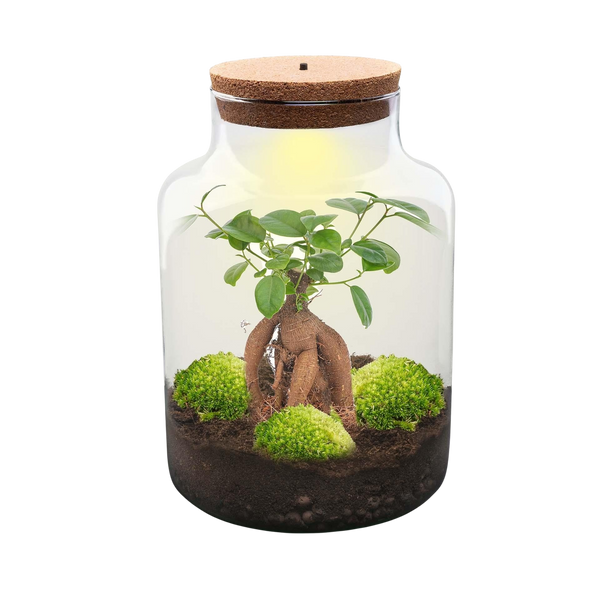 Kleine Wijze