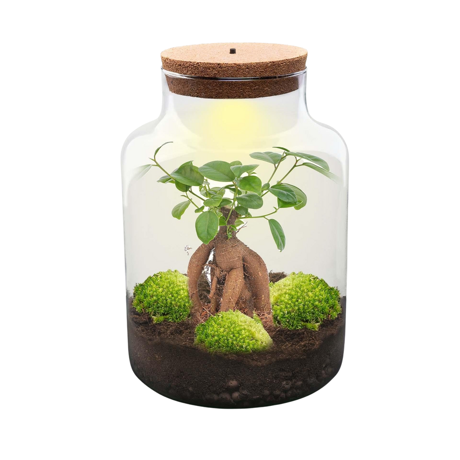 Kleine Wijze