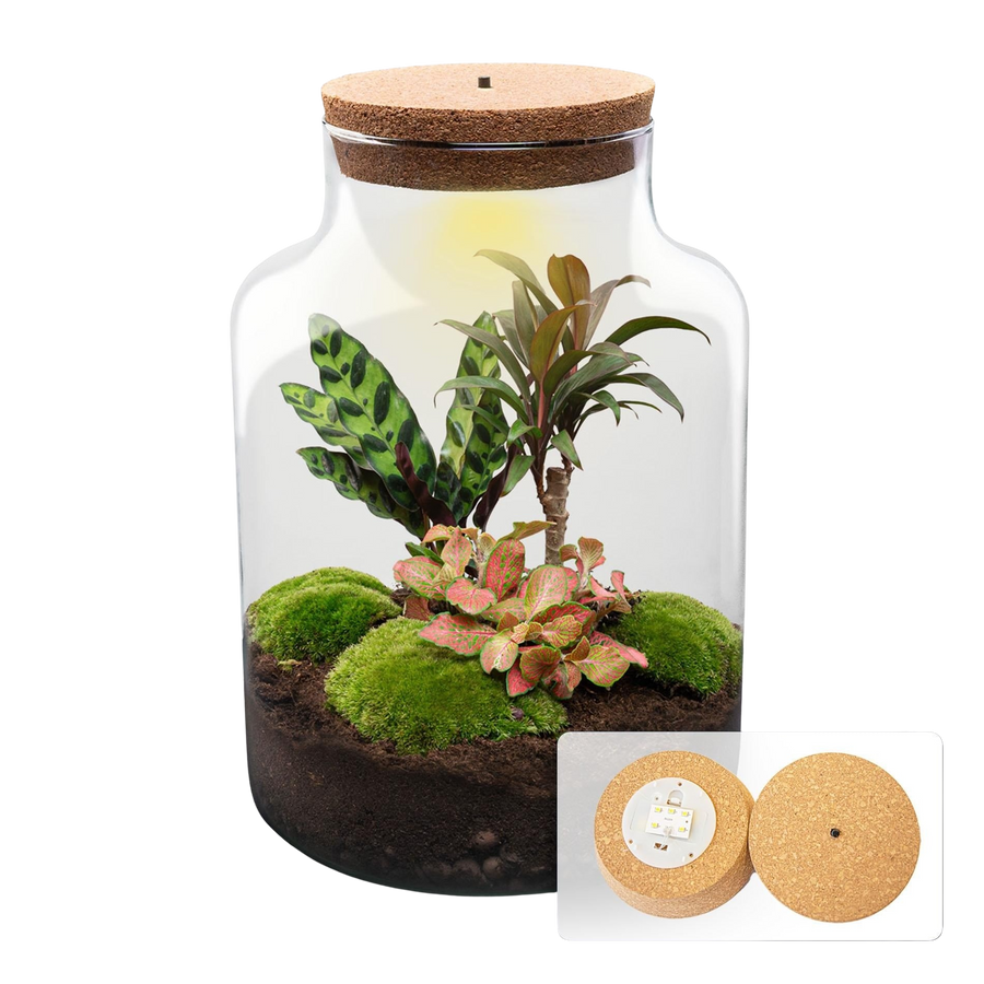 Palmlezer