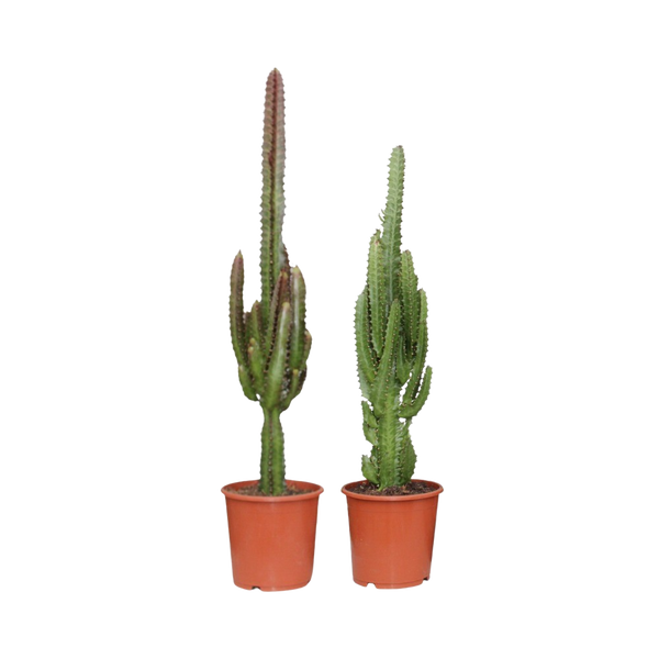 Twee Kleuren