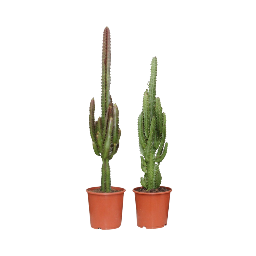 Twee Kleuren