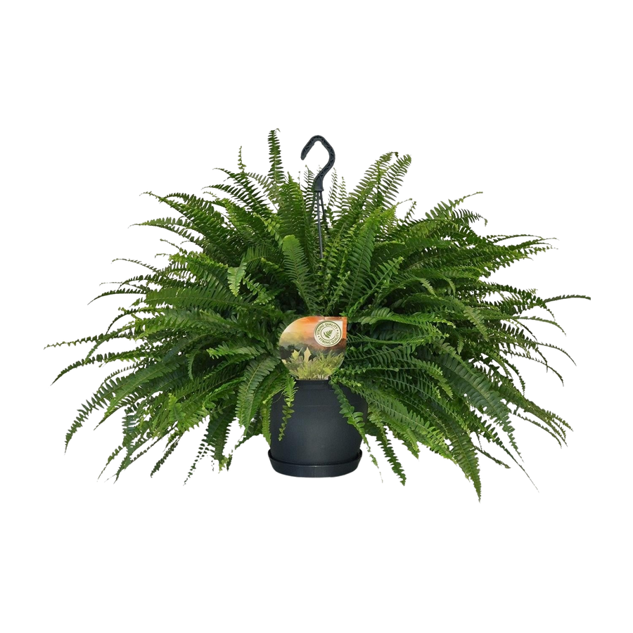 Groene Dame