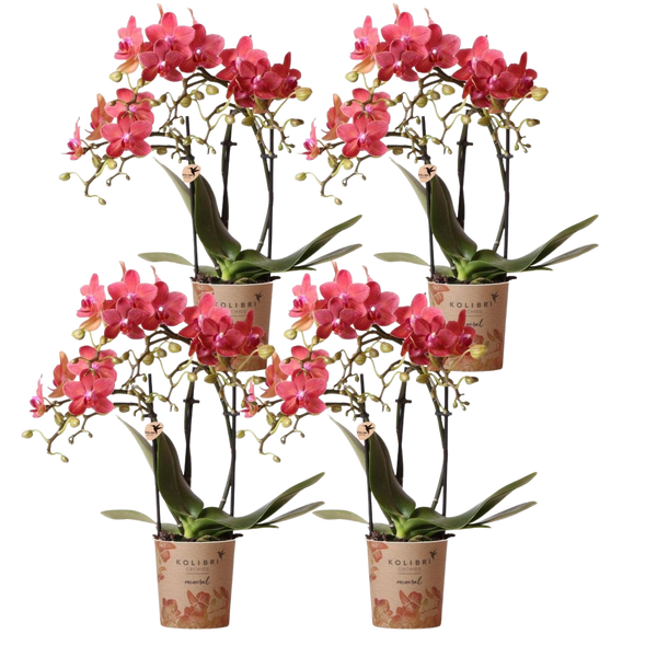 Vuurmakers x4