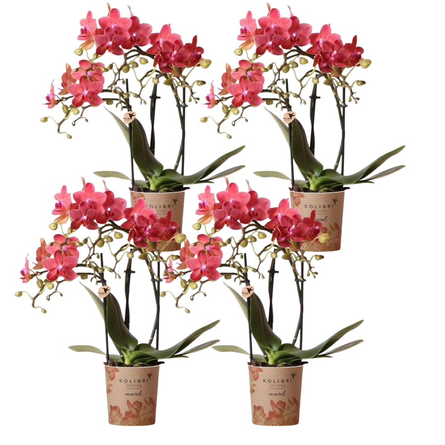 Vuurmakers x4