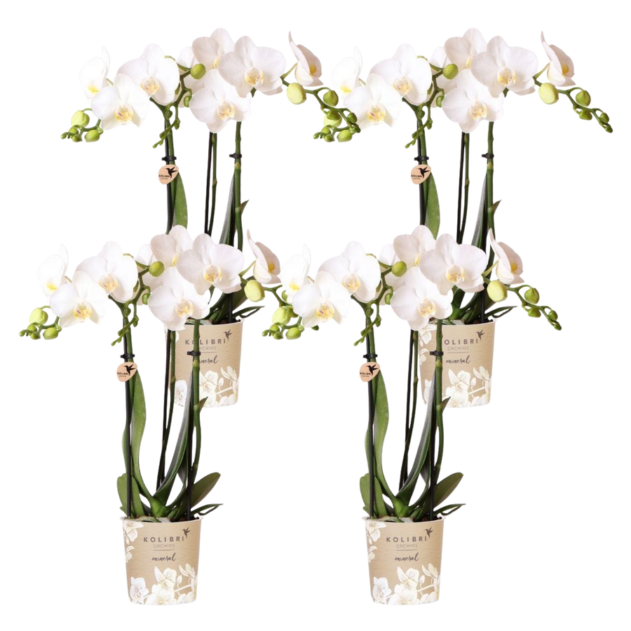 Frisse Blikken x4