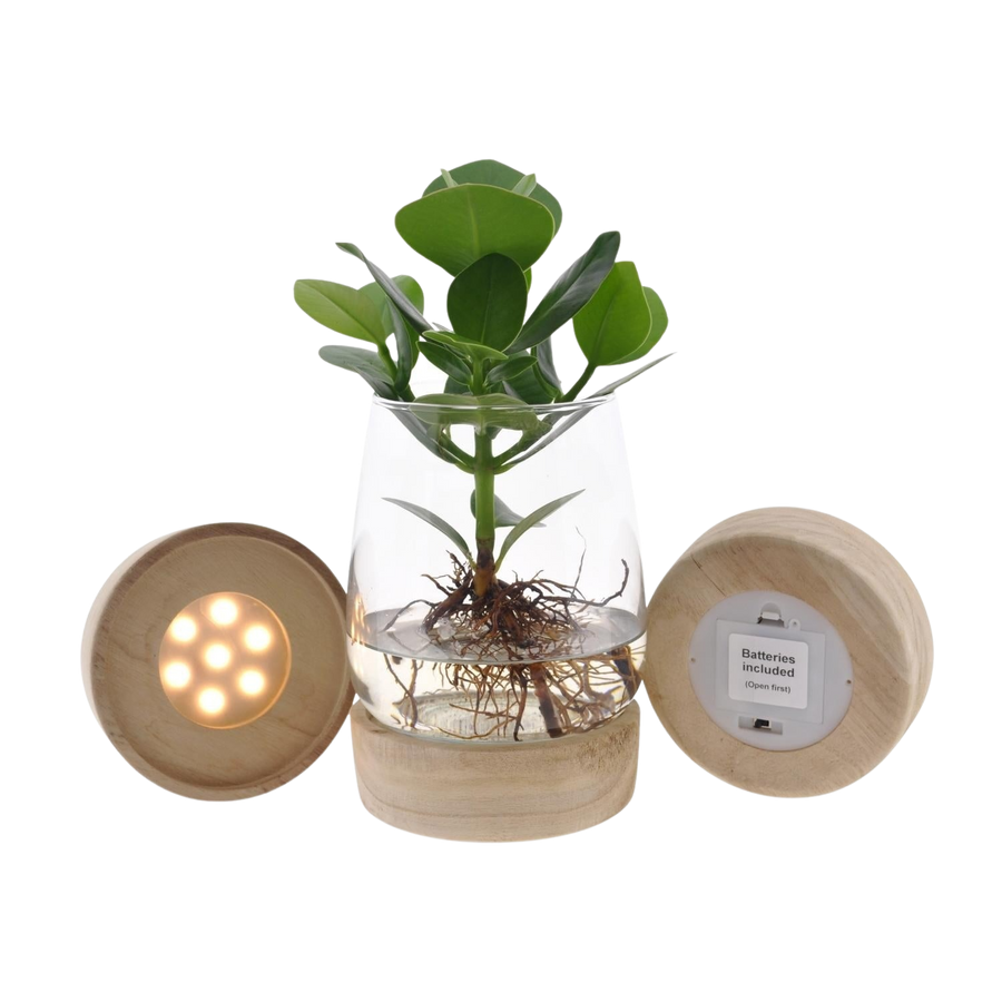 Lichtpuntje