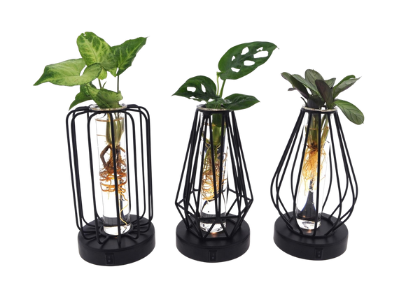 Drie Lichtjes