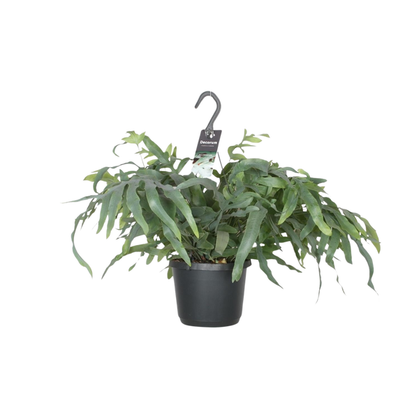 Phlebodium Aureum Blue Star