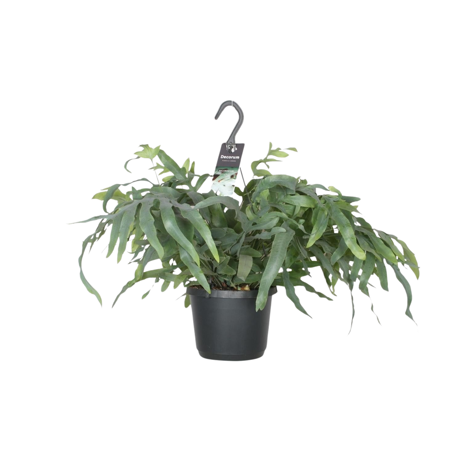 Phlebodium Aureum Blue Star