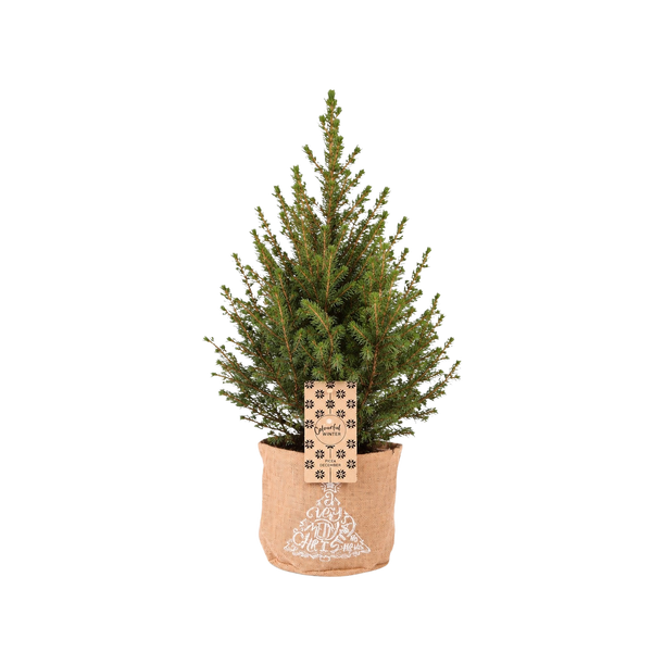 Wintermaatje in Jute