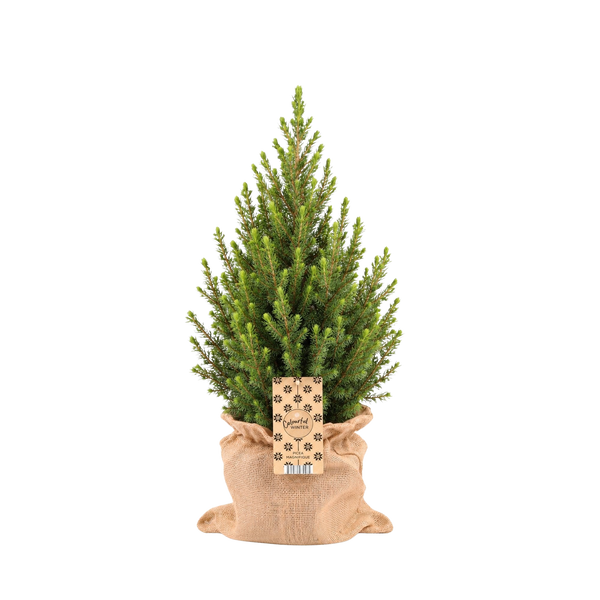 Wintermaatje Groot