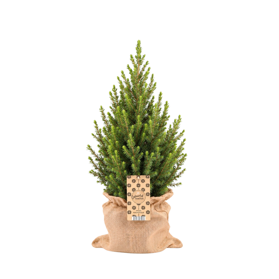 Wintermaatje Groot