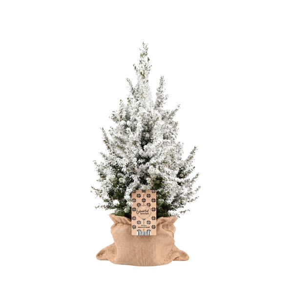 Sneeuwmaatje Groot