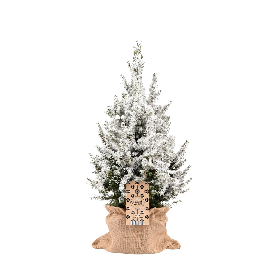 Sneeuwmaatje Groot