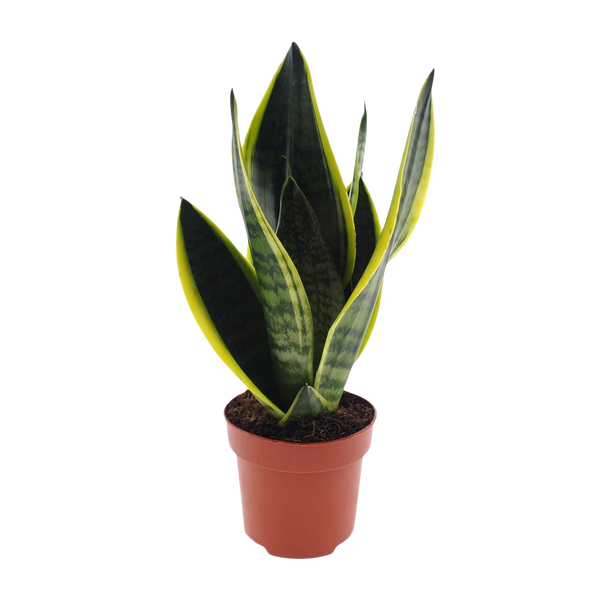 Sansevieria Futura Superba