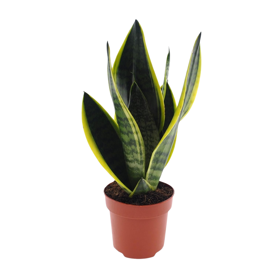 Sansevieria Futura Superba