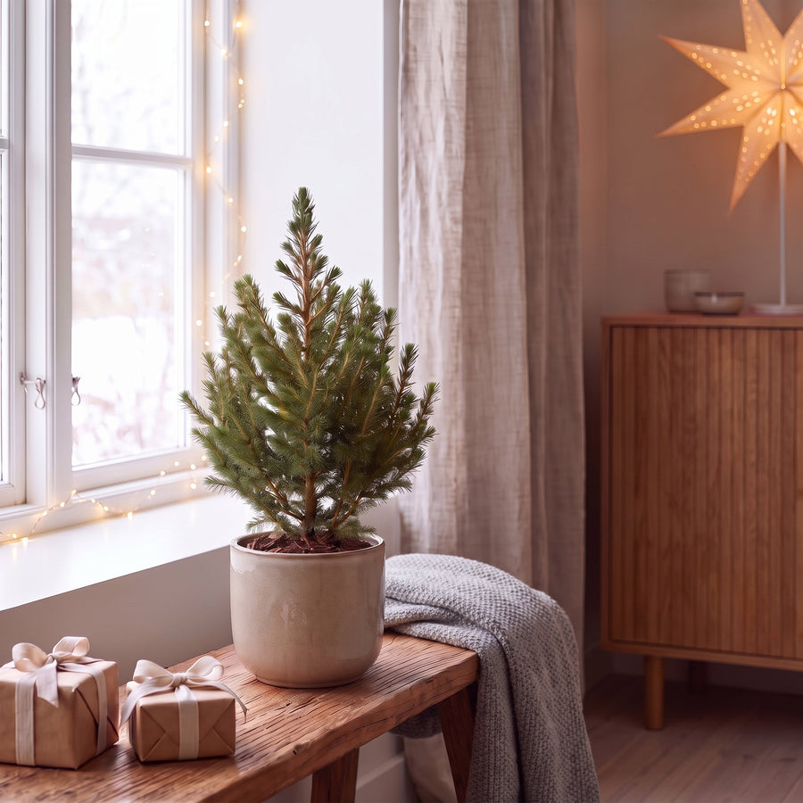 Wintermaatjes Mini