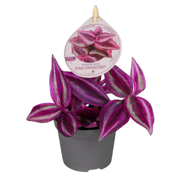 Roze Bubbel