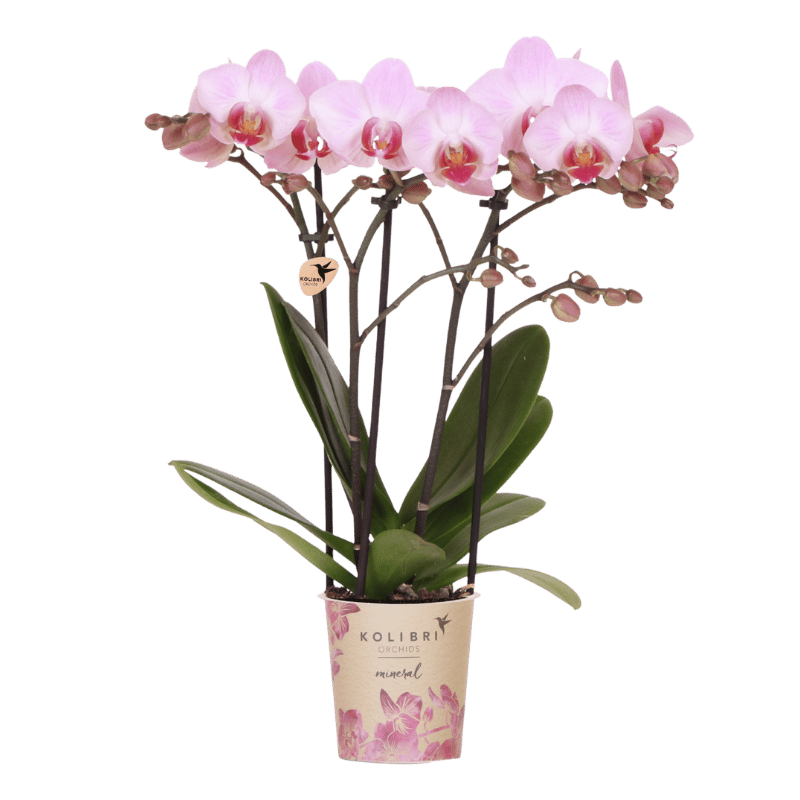Roze Belofte