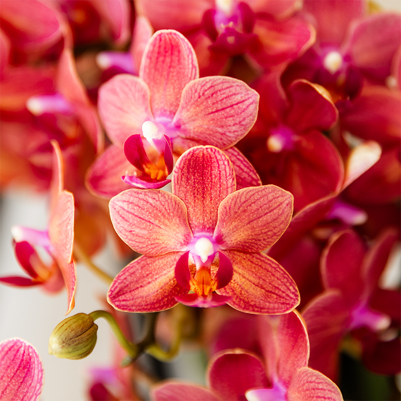 Roze Gloed