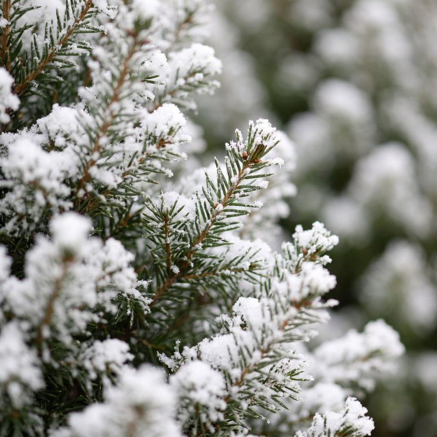 Sneeuwmaatje in Mand