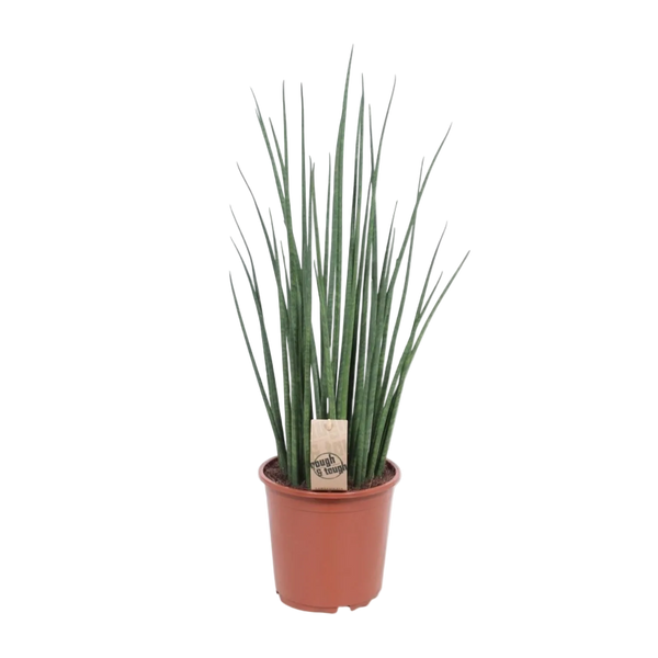 Scherpe Tong