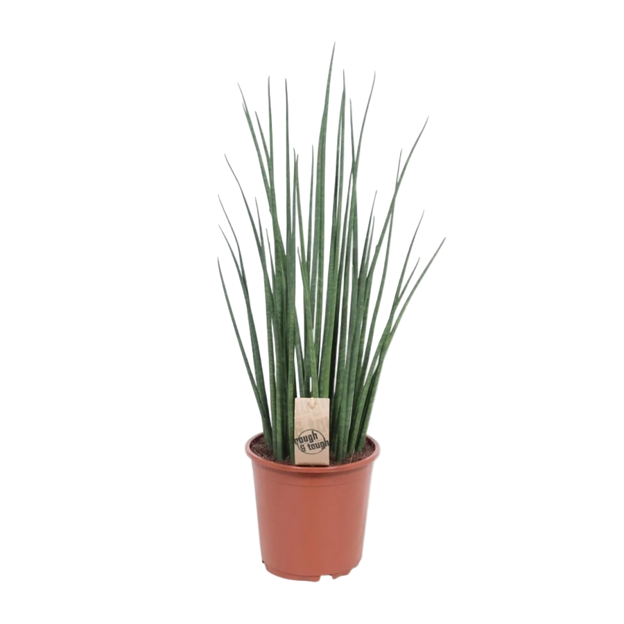 Scherpe Tong