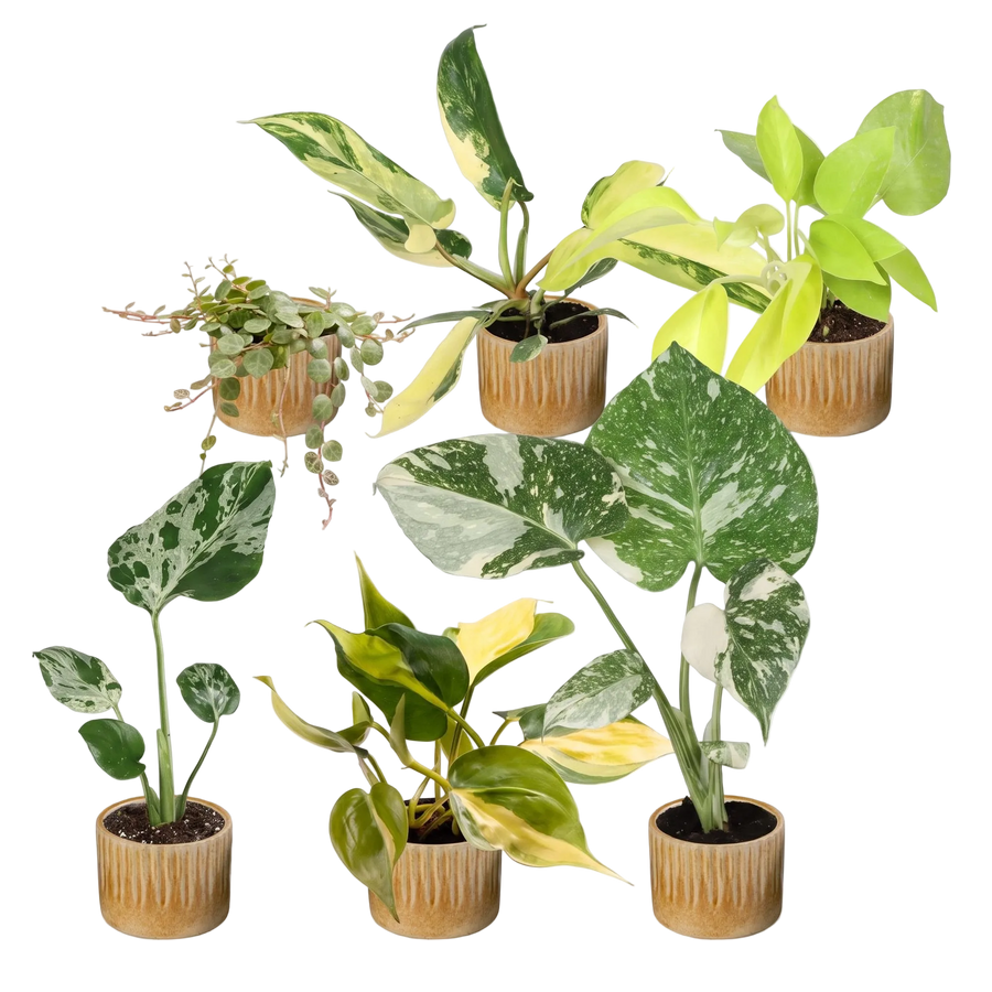 Jong Talent XL