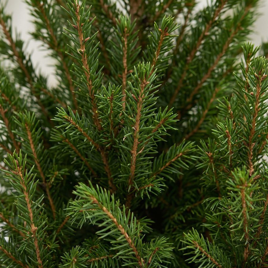 Wintermaatje in Jute