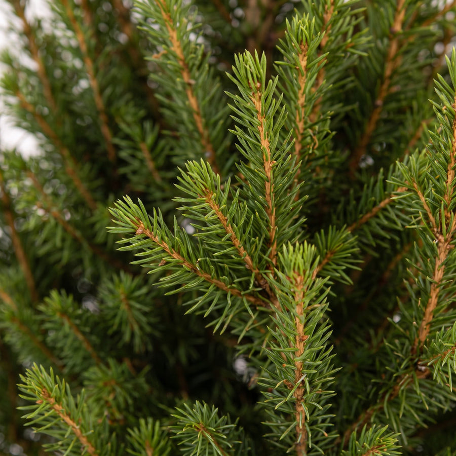 Wintermaatje in Zink