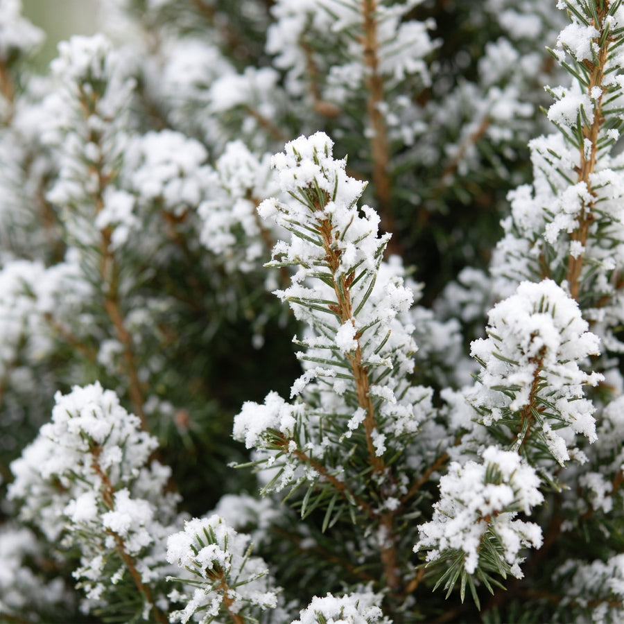 Sneeuwmaatje in Zink