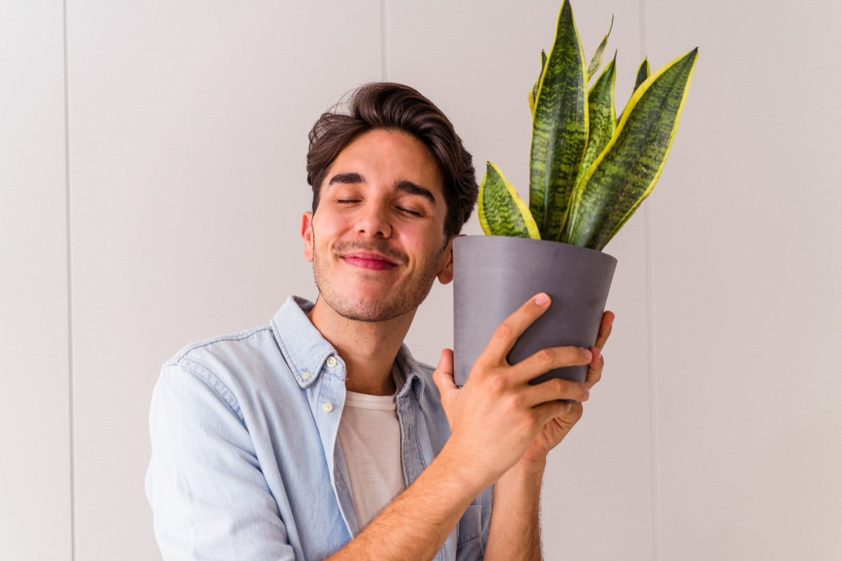 Een man houdt glimlachend een sansevieria tegen zijn hoofd